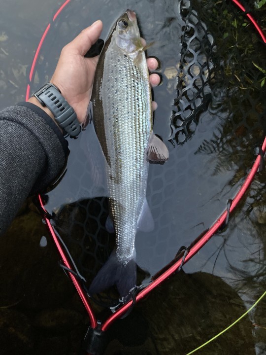 Craig Llyn grayling - GBS from Brecon